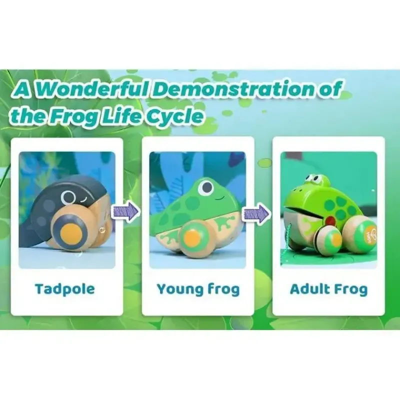hape__famlia_pull_along_f_SKUaX8aeDVm_5.webp Hape - Família Pull Along Frog com rodas anti-capotamento Best